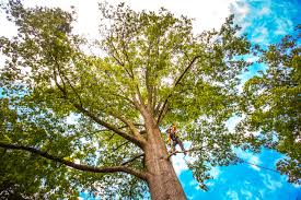 Tree and Shrub Care in Rossville, MD
